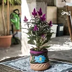 Casa vacanze Rombi *